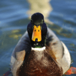 Hi! Welcome to our pond. Welcome to Paradux Media Group, advertising agency, web design, website, web site, SEO, social media management, social media marketing, medford, grants pass, oregon, brand, branding
