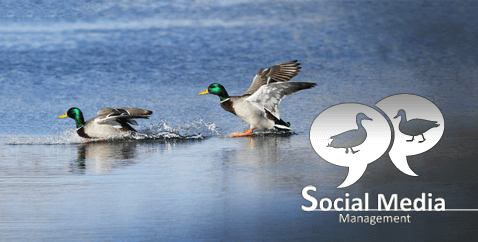 Social Media Consulting