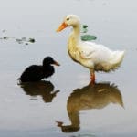 Ready to turn your website into a swan?