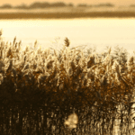 welcome-to-the-pond