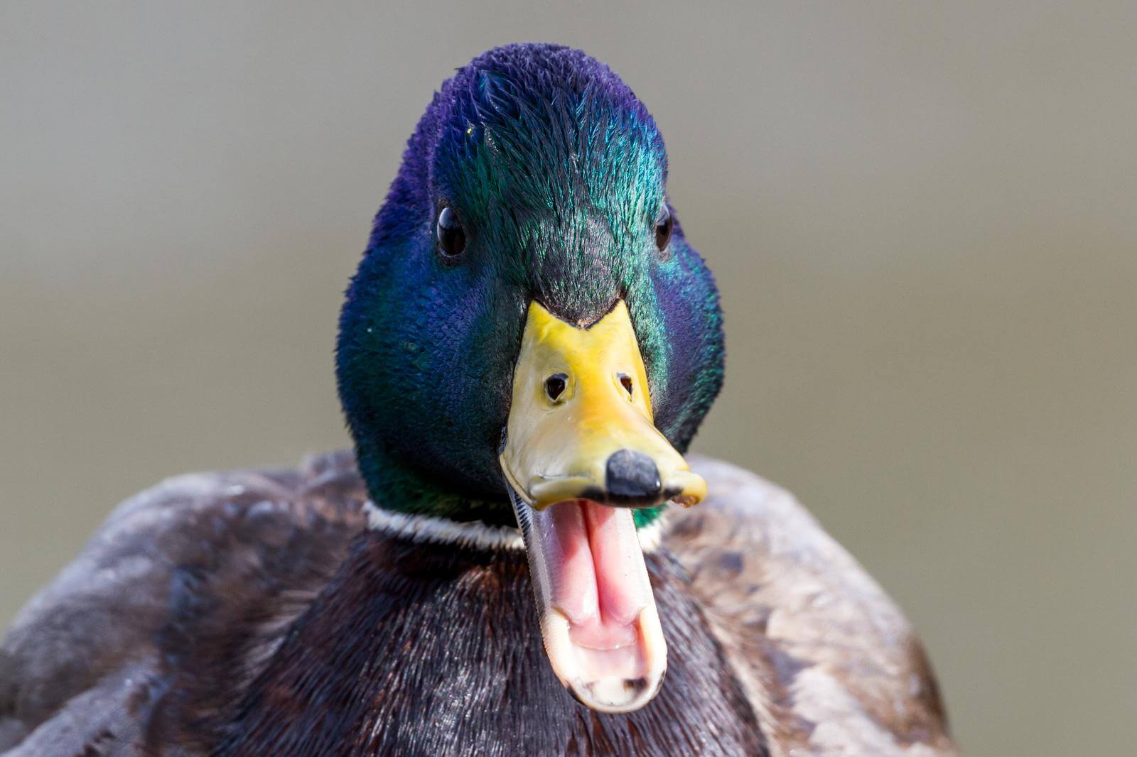 Duck-Quacking.jpg