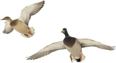 ducks-flying