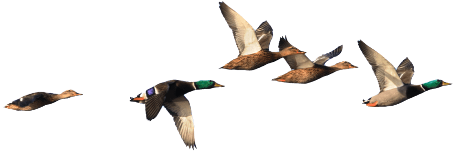 ducks flying isloated-rev