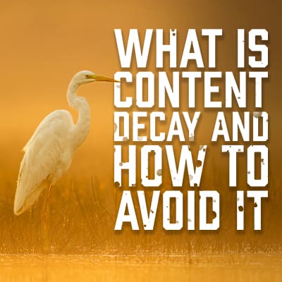 What is Content Decay and How to Avoid It | Paradux Media Group
